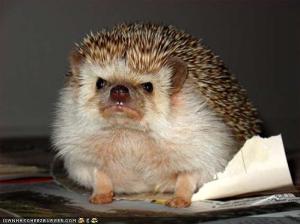 Disapproving Hedgie